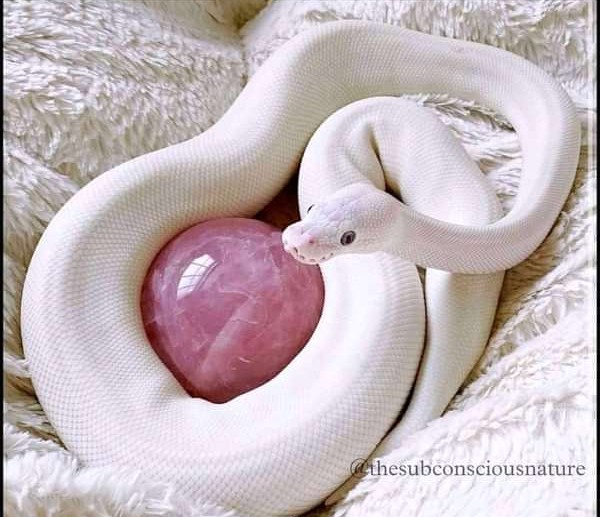 THIS IS THE LUCKY WHITE SNAKE SPELL AND YOU SHALL GET ABUNDANCE AND VERY  GOOD NEWS - Rainbow news zambia